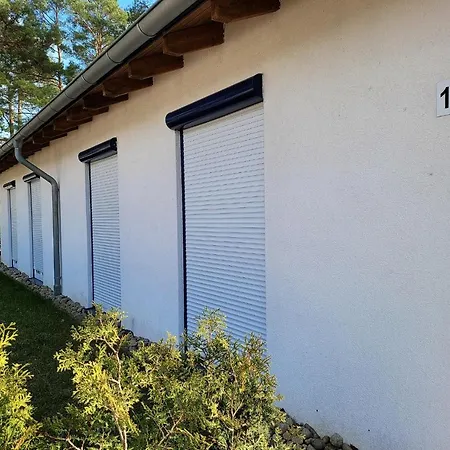 Pinus 13 Lenz